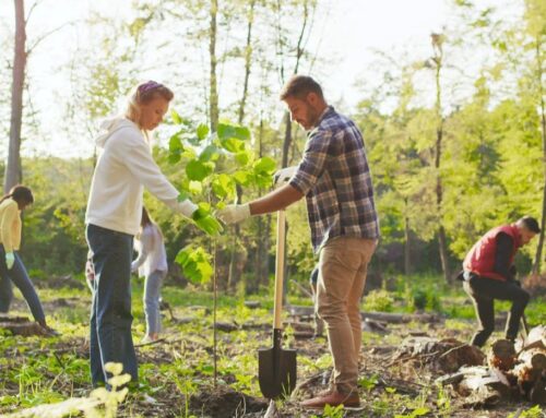 Grants to Support Investment in England’s Tree Production Sector