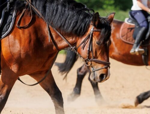 British Horse Society
