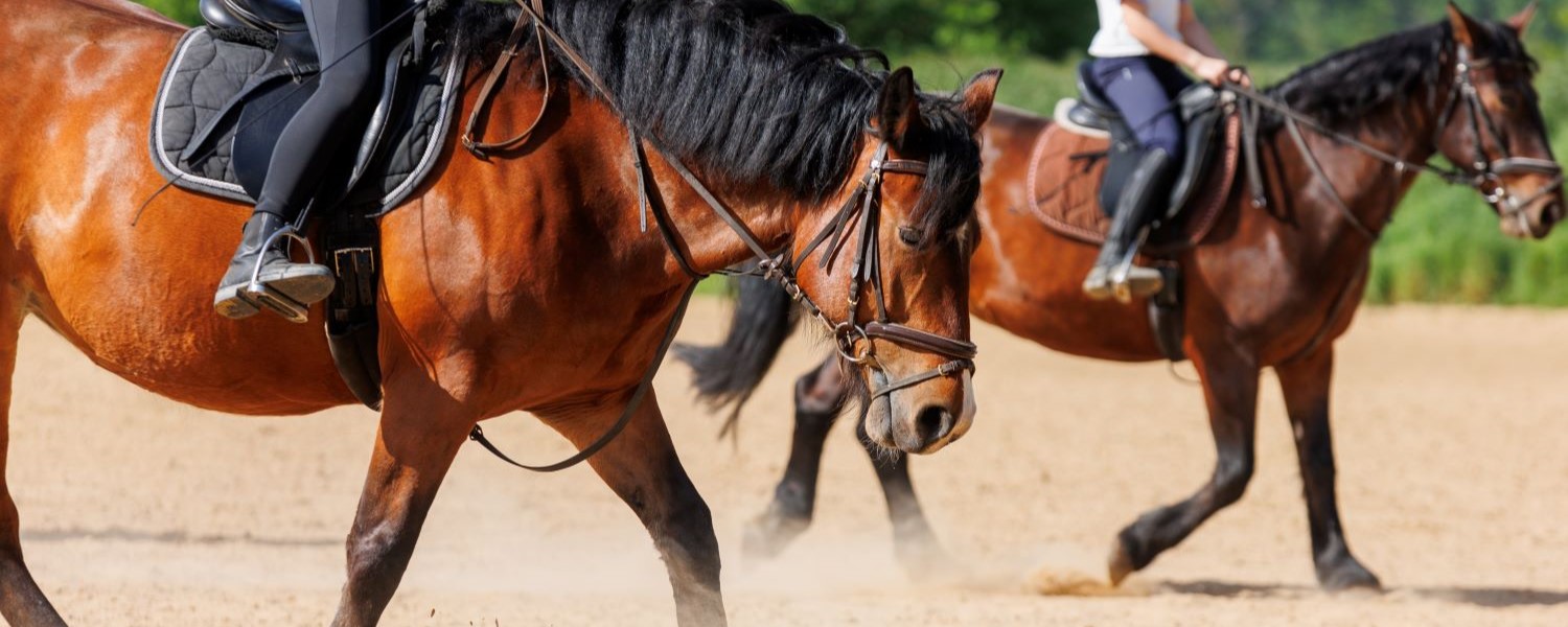British Horse Society