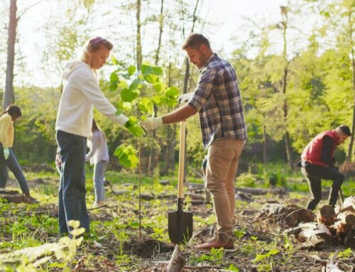 Northern Ireland Landowners Invited to Apply for Woodland Planting Support
