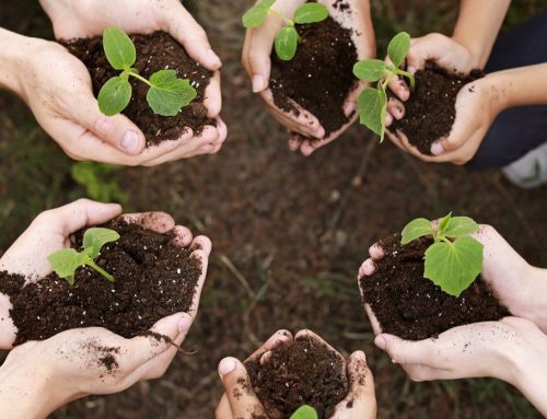 Volunteering Matters Action Earth Grants Programme Accepting Applications for 2026